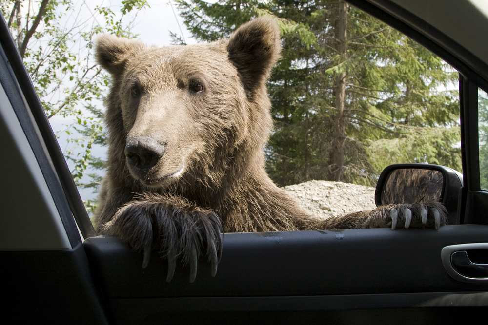 В Колорадо медведь угнал Subaru Forester и врезался в почтовый ящик